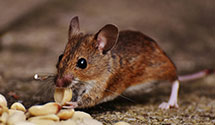24 Hour & Emergency Exterminators in Hollywood, AL